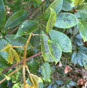 Cissus hypoglauca at Lorne, NSW - 25 Oct 2024