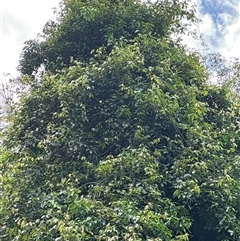 Cissus hypoglauca at Lorne, NSW - 25 Oct 2024