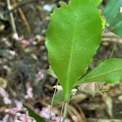 Unverified Other Shrub at Lorne, NSW - 25 Oct 2024 by Butlinz