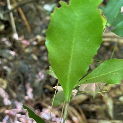 Unverified Other Shrub at Lorne, NSW - 25 Oct 2024 by Butlinz