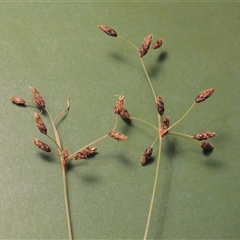 Fimbristylis dichotoma (A Sedge) at Chisholm, ACT - 14 Jan 2024 by MichaelBedingfield