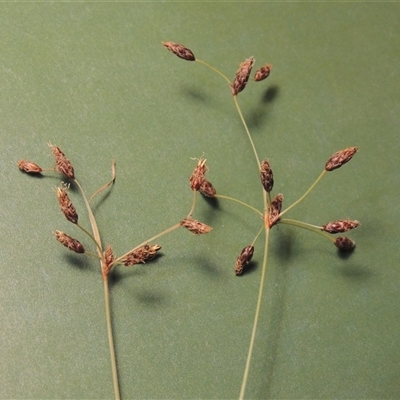 Fimbristylis dichotoma (A Sedge) at Chisholm, ACT - 14 Jan 2024 by MichaelBedingfield