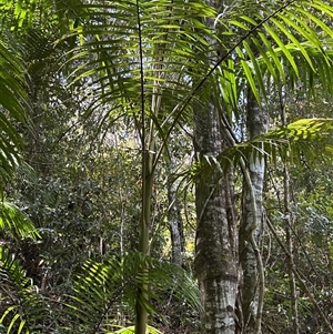 Archontophoenix cunninghamiana at Lorne, NSW - suppressed