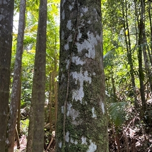 Archontophoenix cunninghamiana at Lorne, NSW - suppressed