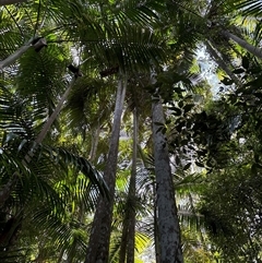 Archontophoenix cunninghamiana at Lorne, NSW - suppressed