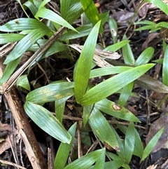 Archontophoenix cunninghamiana at Lorne, NSW - suppressed