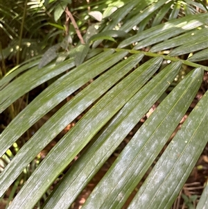 Archontophoenix cunninghamiana at Lorne, NSW - suppressed