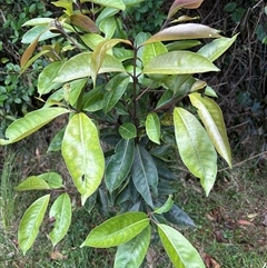 Unverified Other Shrub at Lorne, NSW - 25 Oct 2024 by Butlinz