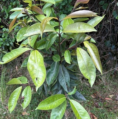 Unidentified Other Shrub at Lorne, NSW - 25 Oct 2024 by Butlinz