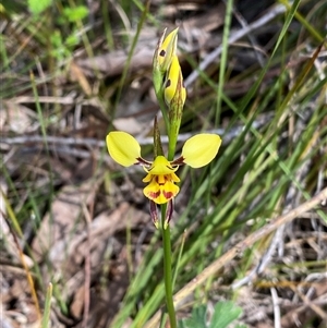 Diuris sulphurea at Kambah, ACT - 25 Oct 2024