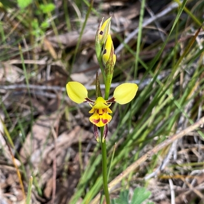 Diuris sulphurea (Tiger Orchid) at Kambah, ACT - 25 Oct 2024 by Shazw