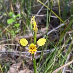 Diuris sulphurea at Kambah, ACT - 25 Oct 2024