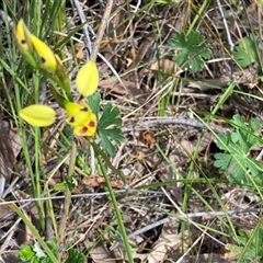 Diuris sulphurea at Kambah, ACT - 25 Oct 2024