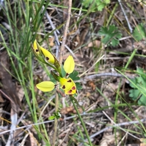 Diuris sulphurea at Kambah, ACT - 25 Oct 2024