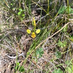 Diuris sulphurea at Kambah, ACT - 25 Oct 2024