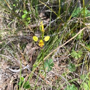 Diuris sulphurea at Kambah, ACT - 25 Oct 2024