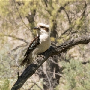 Dacelo novaeguineae at Macgregor, ACT - 21 Oct 2024 11:24 AM