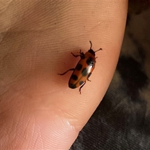 Episcaphula australis at Nanneella, VIC - 20 Oct 2024 03:57 PM