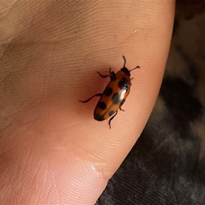 Episcaphula australis (Fungus beetle) at Nanneella, VIC - 20 Oct 2024 by Josievermillion56