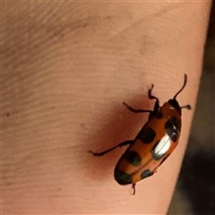 Episcaphula australis at Nanneella, VIC - 20 Oct 2024 03:57 PM