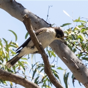 Cracticus torquatus at Latham, ACT - 21 Oct 2024