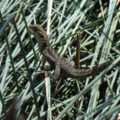 Intellagama lesueurii (Australian Water Dragon) at Undefined - 21 Oct 2024 by BirdoMatt