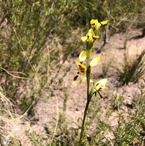 Diuris sulphurea at Wamboin, NSW - 25 Oct 2024