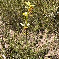 Diuris sulphurea at Wamboin, NSW - 25 Oct 2024