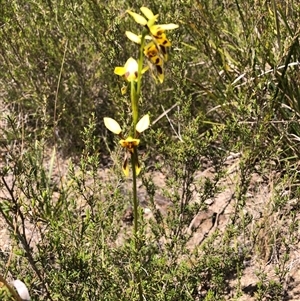 Diuris sulphurea at Wamboin, NSW - 25 Oct 2024