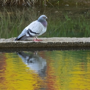 Columba livia at Macgregor, ACT - 21 Oct 2024