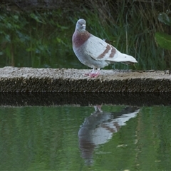 Columba livia at Macgregor, ACT - 21 Oct 2024