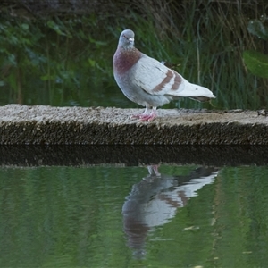 Columba livia at Macgregor, ACT - 21 Oct 2024