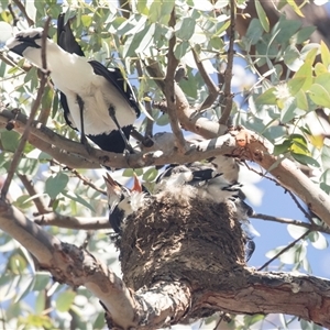 Grallina cyanoleuca at Higgins, ACT - 21 Oct 2024 02:02 PM