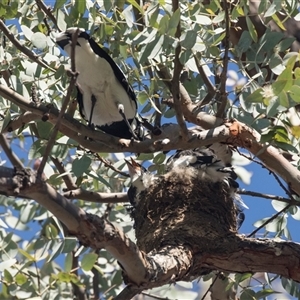 Grallina cyanoleuca at Higgins, ACT - 21 Oct 2024