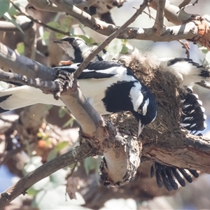 Grallina cyanoleuca at Higgins, ACT - 21 Oct 2024 02:02 PM