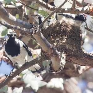 Grallina cyanoleuca at Higgins, ACT - 21 Oct 2024 02:02 PM