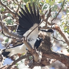 Grallina cyanoleuca at Higgins, ACT - 21 Oct 2024