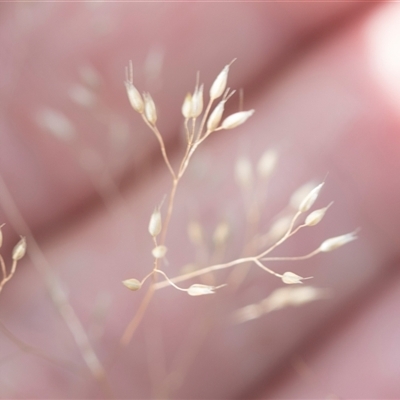 Aira (genus) (A Hair Grass) at Latham, ACT - 24 Oct 2024 by AlisonMilton
