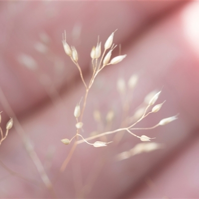 Aira sp. (A Hair Grass) at Latham, ACT - 24 Oct 2024 by AlisonMilton