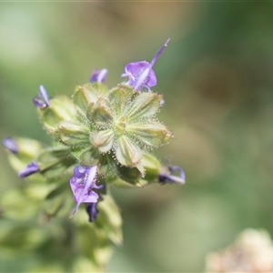 Salvia verbenaca var. verbenaca at Latham, ACT - 24 Oct 2024