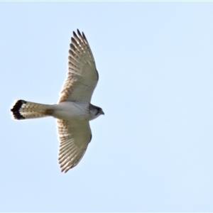 Falco cenchroides at Holt, ACT - 25 Oct 2024 10:59 AM