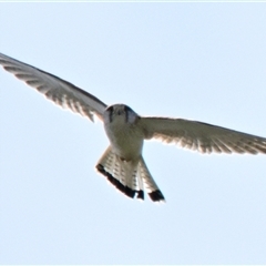 Falco cenchroides at Holt, ACT - 25 Oct 2024 10:59 AM