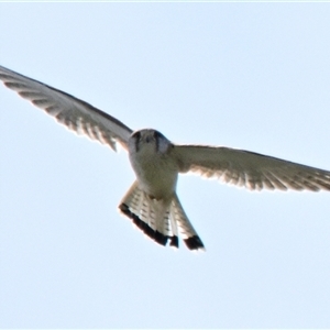 Falco cenchroides at Holt, ACT - 25 Oct 2024