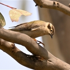 Melithreptus brevirostris (Brown-headed Honeyeater) at Strathnairn, ACT - 25 Oct 2024 by Thurstan