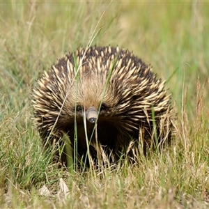 Tachyglossus aculeatus at Strathnairn, ACT - 25 Oct 2024 11:20 AM