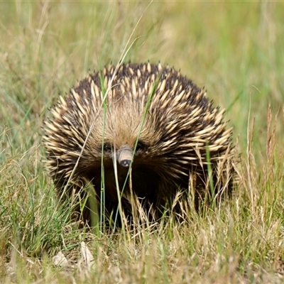 Tachyglossus aculeatus (Short-beaked Echidna) at Strathnairn, ACT - 25 Oct 2024 by Thurstan