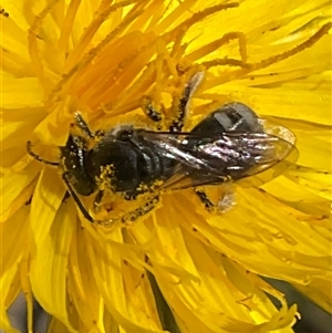 Lasioglossum (Chilalictus) sp. (genus & subgenus) at Cook, ACT - 25 Oct 2024 10:11 AM