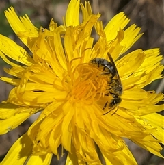 Lasioglossum (Chilalictus) sp. (genus & subgenus) at Cook, ACT - 25 Oct 2024