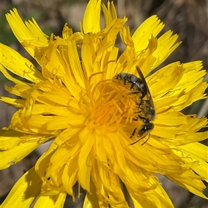 Lasioglossum (Chilalictus) sp. (genus & subgenus) at Cook, ACT - 25 Oct 2024 10:11 AM