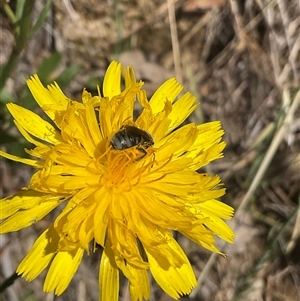 Lasioglossum (Chilalictus) sp. (genus & subgenus) at Cook, ACT - 25 Oct 2024 10:11 AM